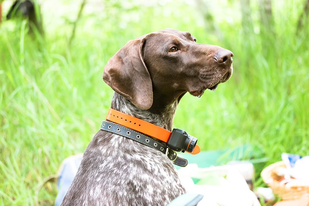 Drathaar dog wearing shock collar