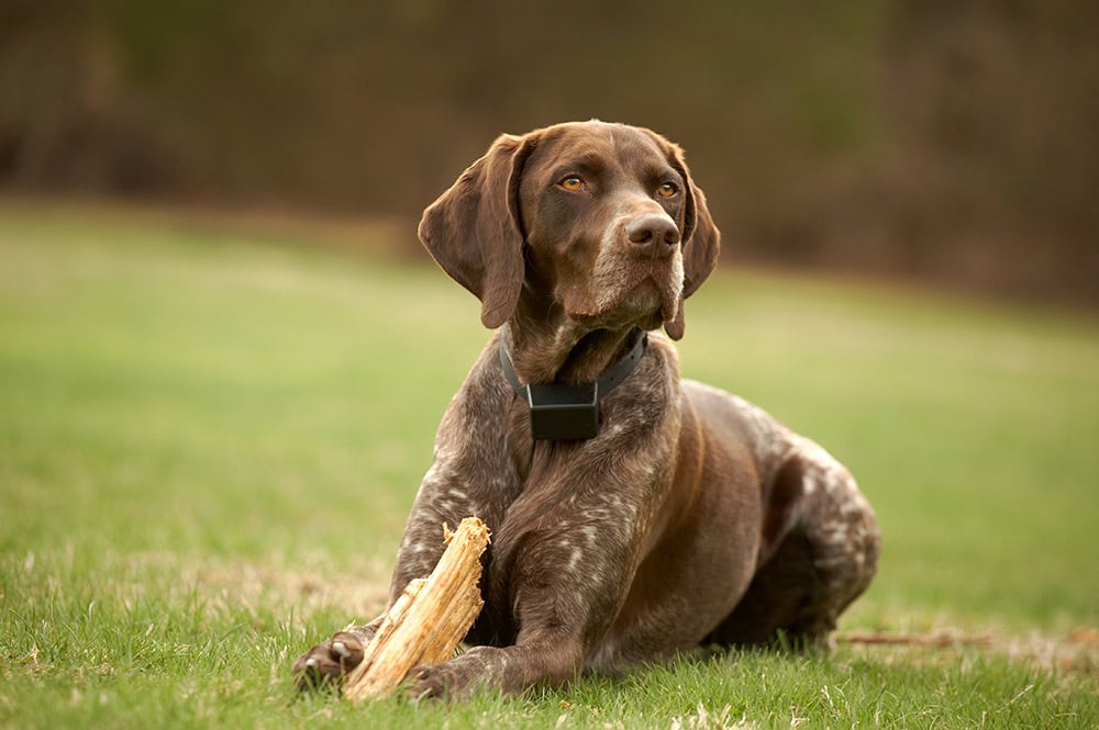 German shorthaired pointer dog wearing wireless fence collar