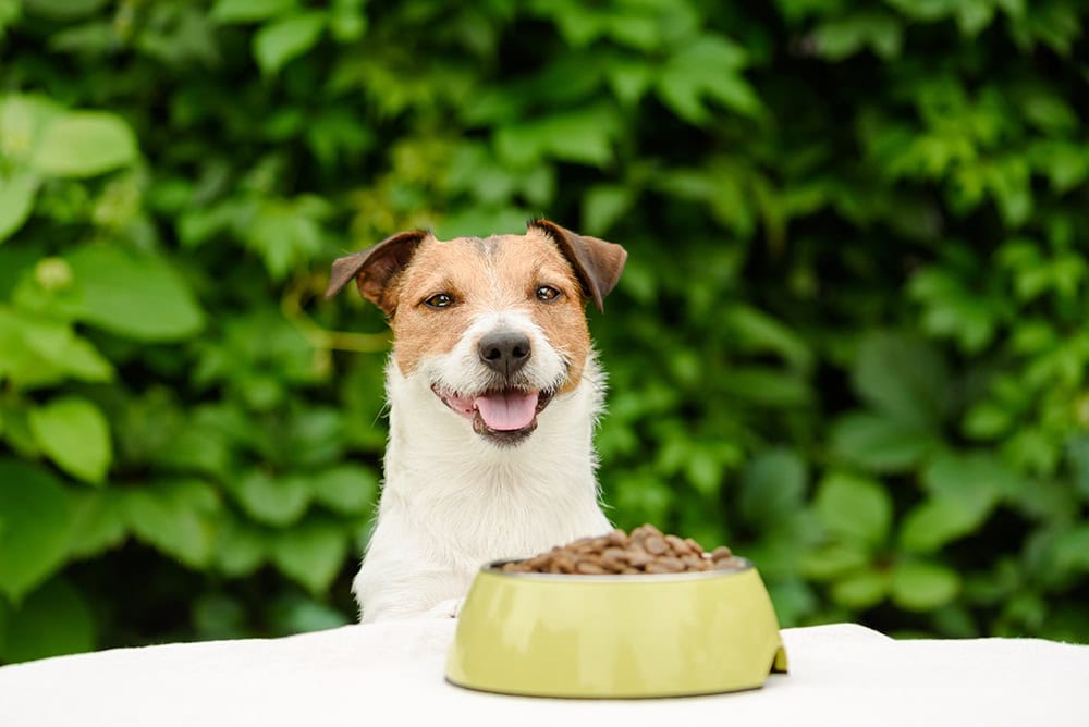 happy Jack Russell terrier dog with bowl full of food in front