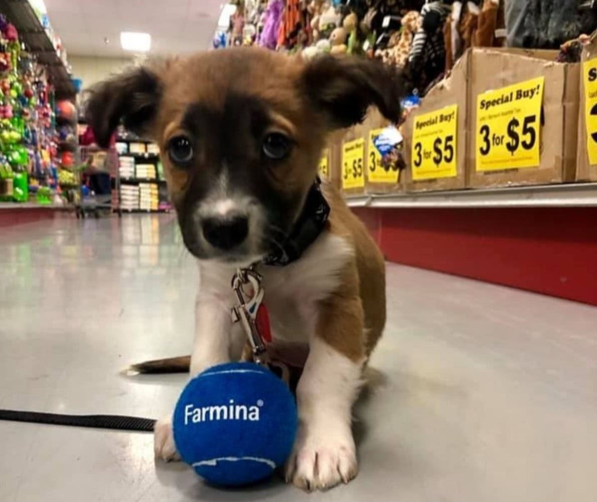 puppy with farmina ball