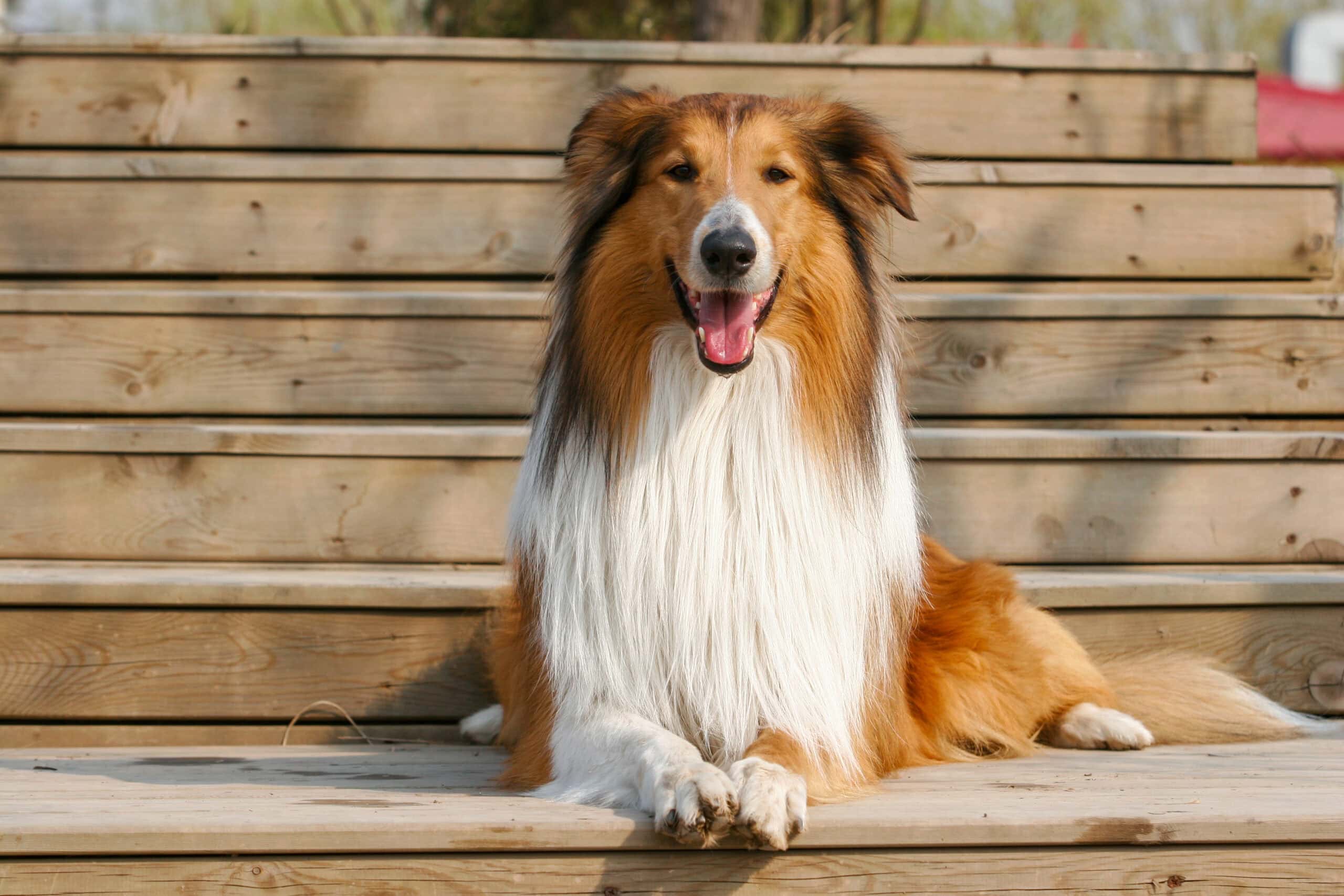 rough collie dog sitting on the bench