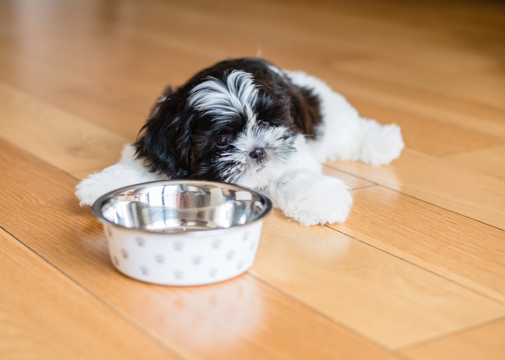 shih tzu puppy eating