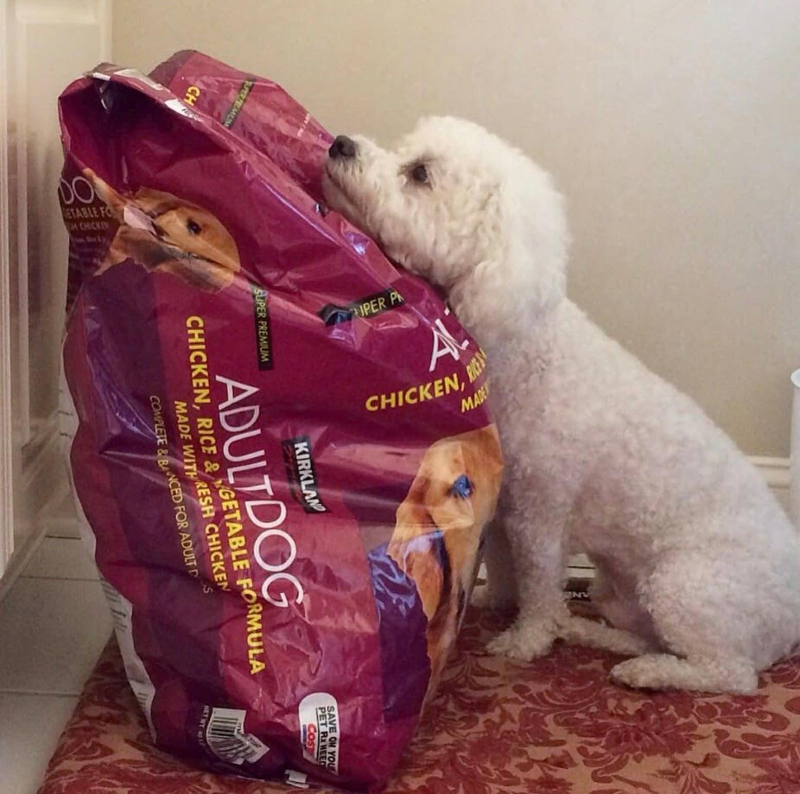 white dog next to the bag of kirkland food