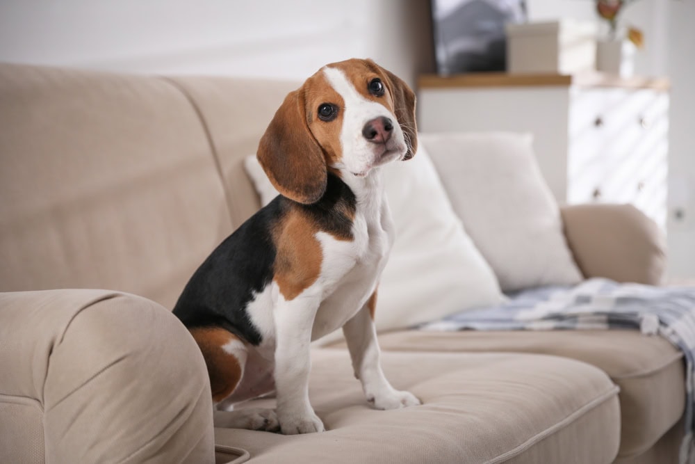 Beagle puppy on sofa indoors