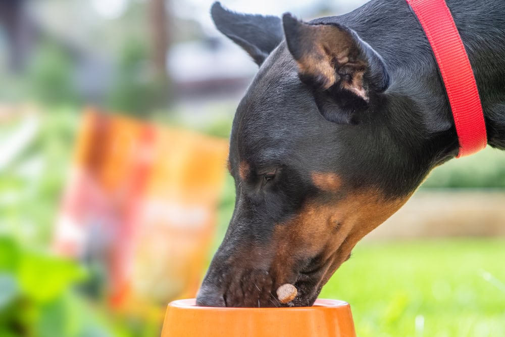 Doberman dog eating from the bowl