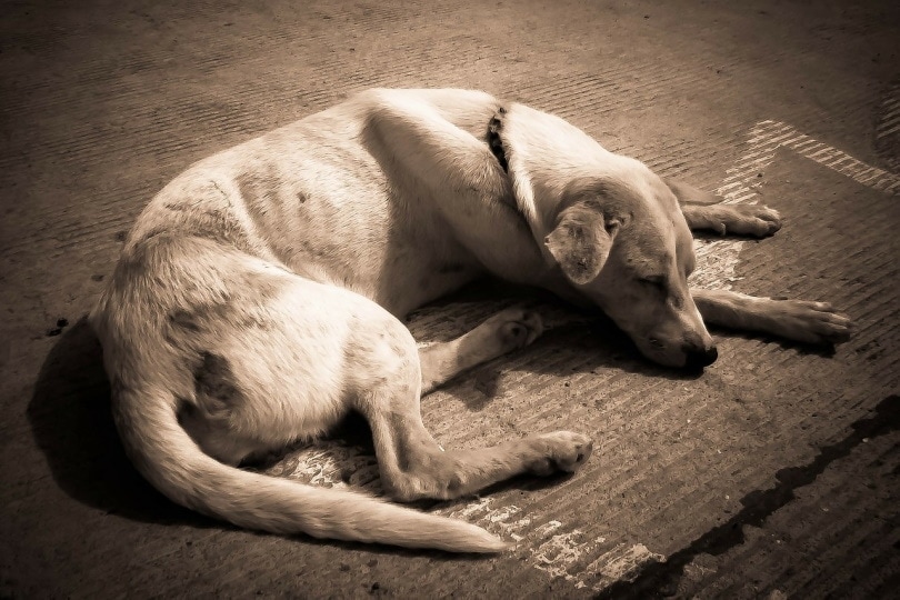 Undernourished dog lying on concrete floor
