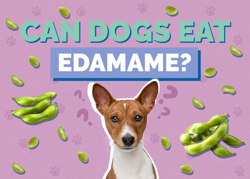 Can Dogs Eat edamame