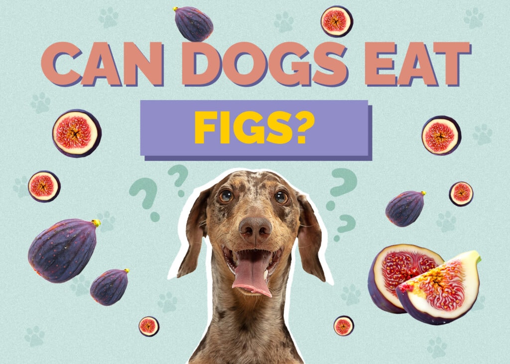 Can Dogs Eat figs