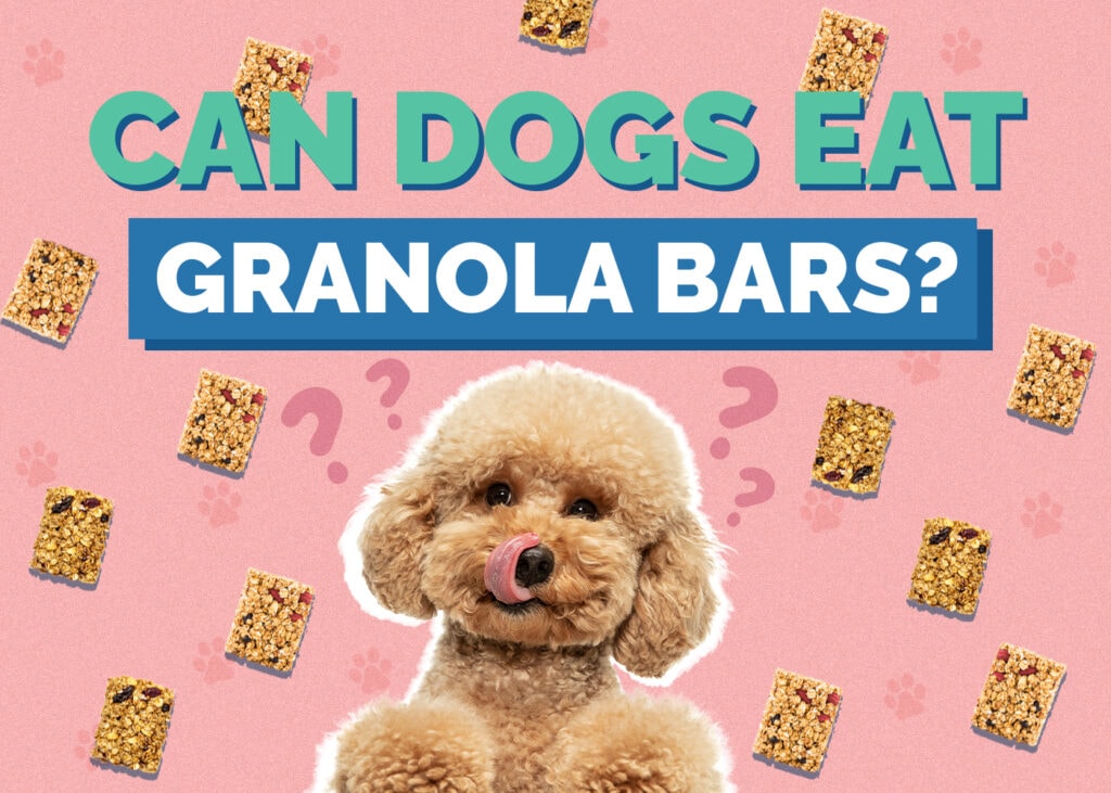 Can Dogs Eat granola-bars