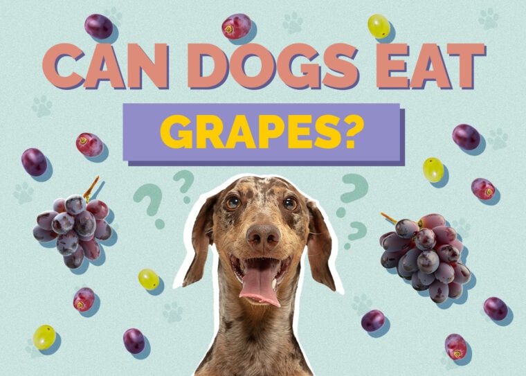 Picture of Can Dogs Eat Grapes? Vet-Reviewed Facts & FAQ | Hepper Pet Resources