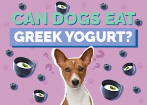 Can Dogs Eat Greek Yogurt? Vet Reviewed Nutrition Facts & FAQ | Hepper