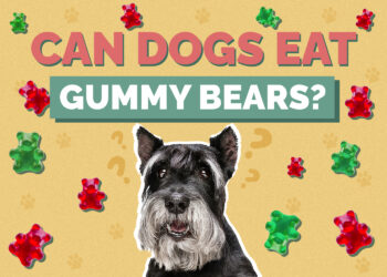 Can Dogs Eat Gummy Bears? Are Gummy Bears Safe for Dogs? Hepper Pet