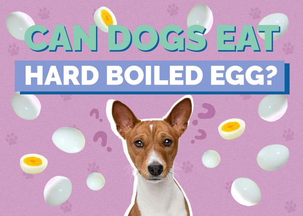 Can Dogs Eat hardboiled-egg