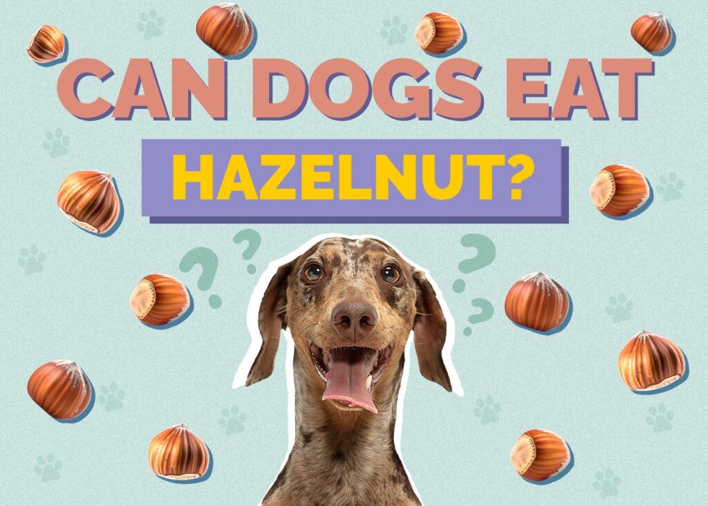 Can Dogs Eat hazelnut