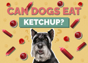 Can Dogs Eat Ketchup? Health & Safety Facts | Hepper Pet Resources