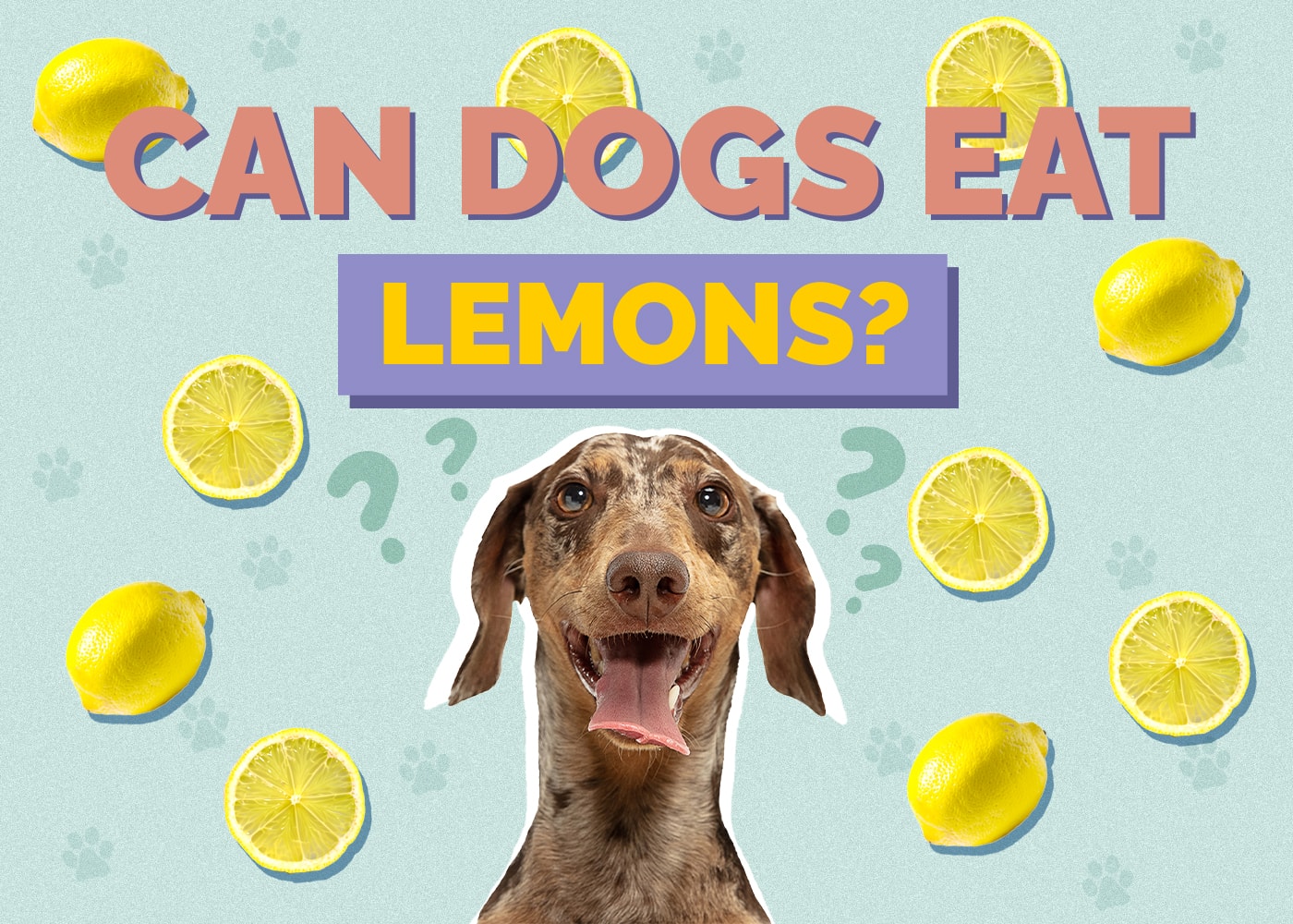 Can Dogs Eat lemons