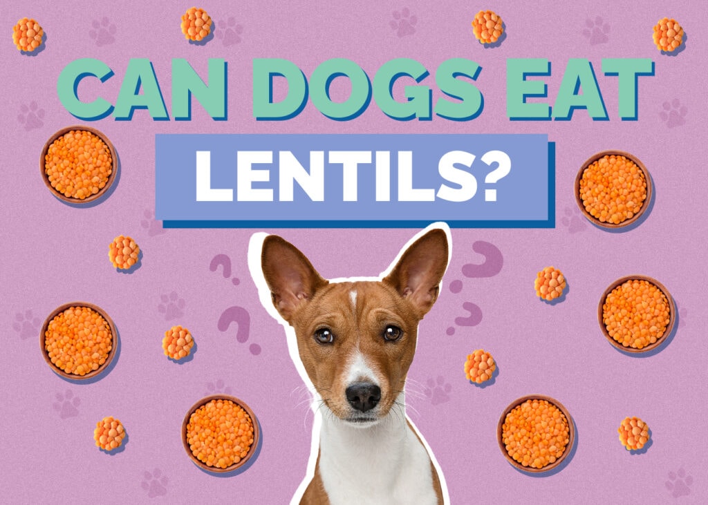 Can Dogs Eat lentils