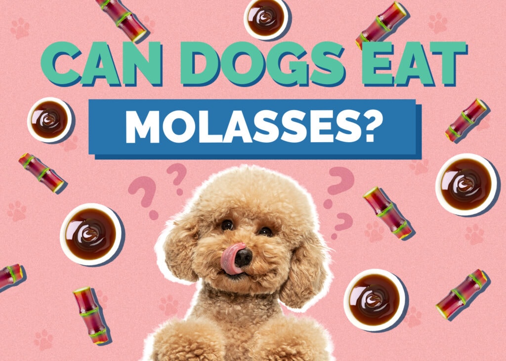 Can Dogs Eat molasses
