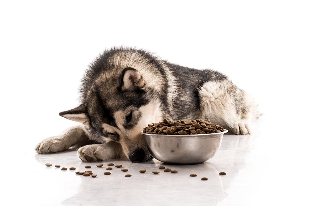 siberian husky dog eating dry kibbles