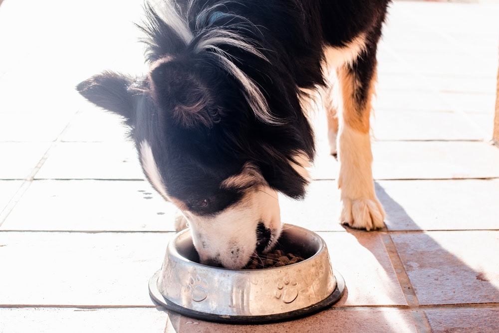 Close-up of a beautiful Border collie dog eating dog food from his dog feeder bowl