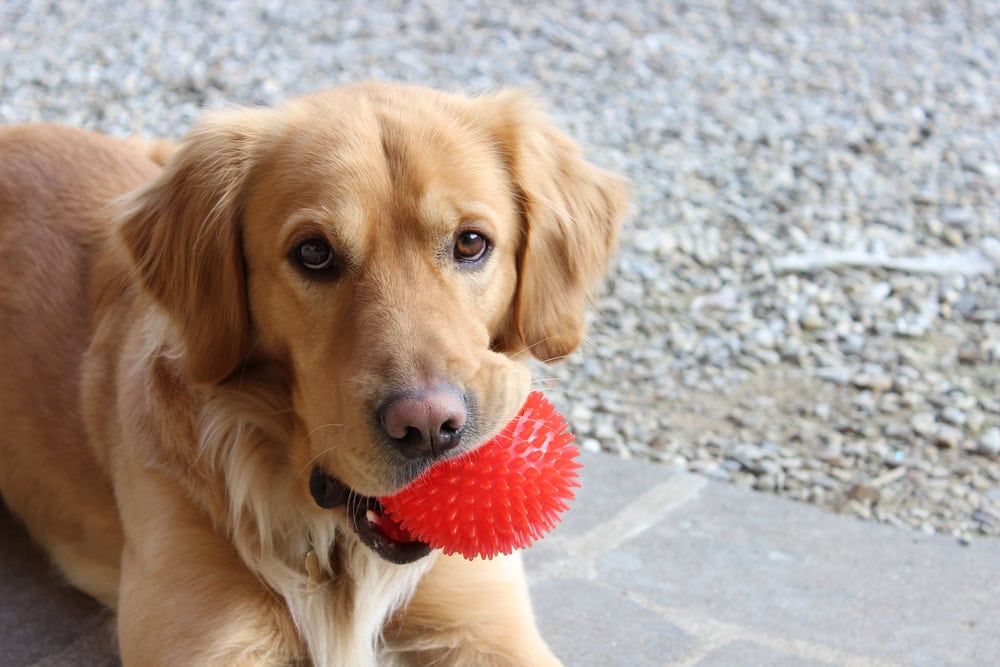 Dog biting a red ball toy and looking at the camera