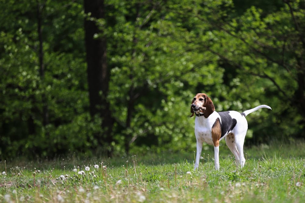 English Foxhound