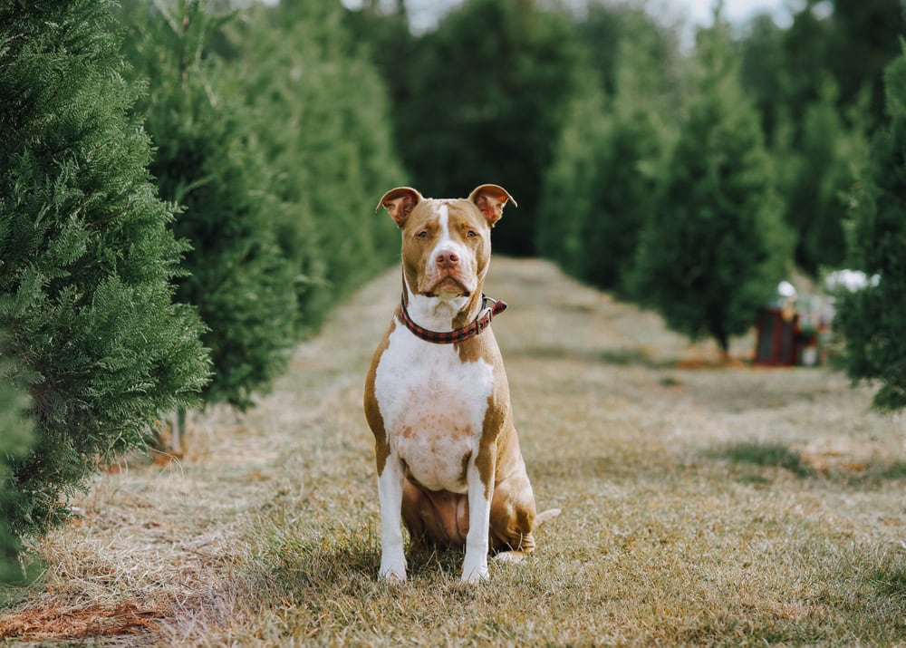 Red nose pit bull dog at tree farm