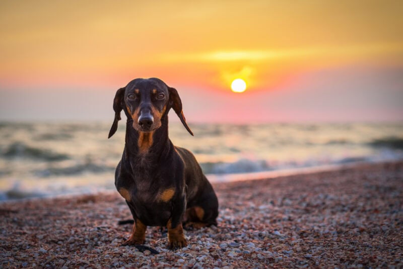 a shorthaired dachshund dog on the beach in summer