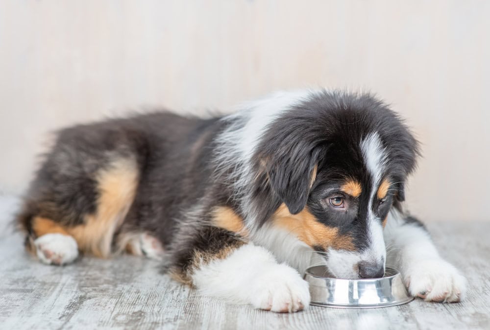 an australian shepherd puppy eating from a bowl