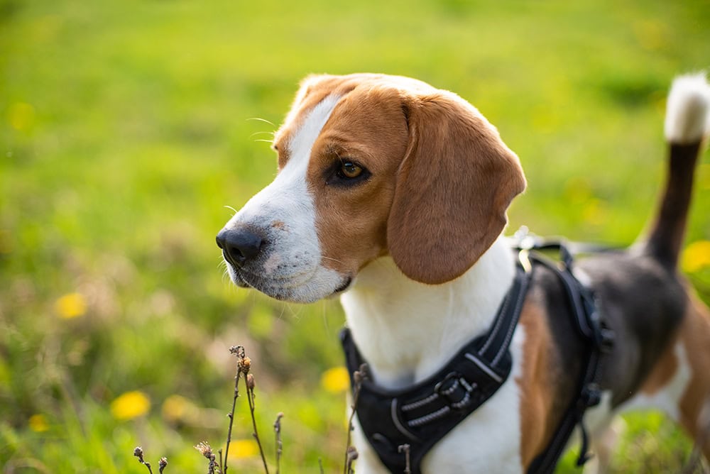 beagle dog wearing harness