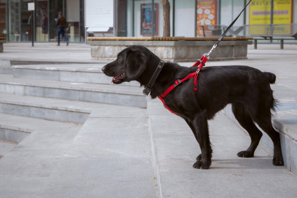 black spaniel dog in a red harness stands in a park