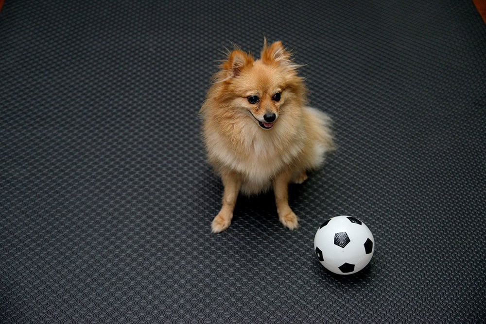 dog sitting on rubber mat flooring near the ball