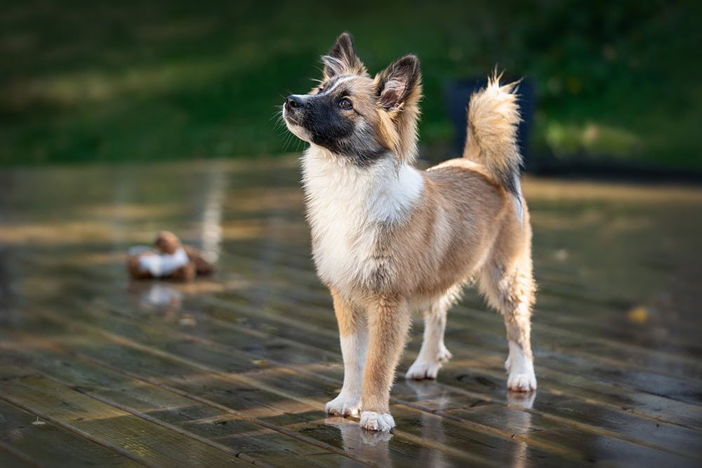 Islandic sheepdog puppy standing on wooden floor