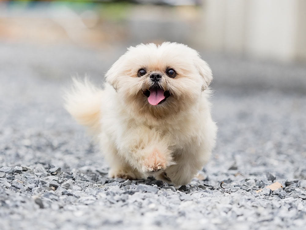 small dog running on gravel path