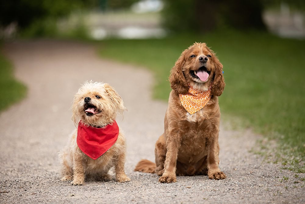 two dogs sitting on dirth pathway