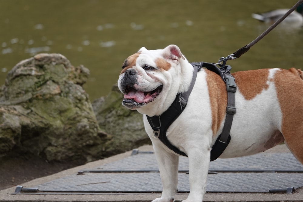 An English bulldog in a harness near a pond
