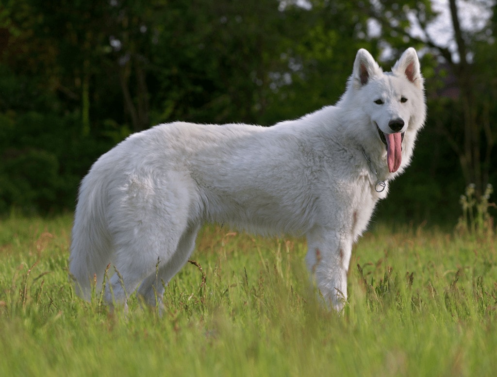 berger blanc suisse