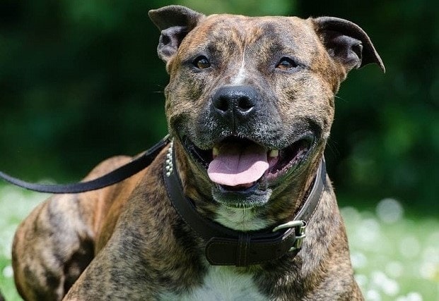Brindle Pitbull Dog Breed