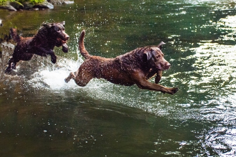 Chesapeake Bay Retrievers running in the river
