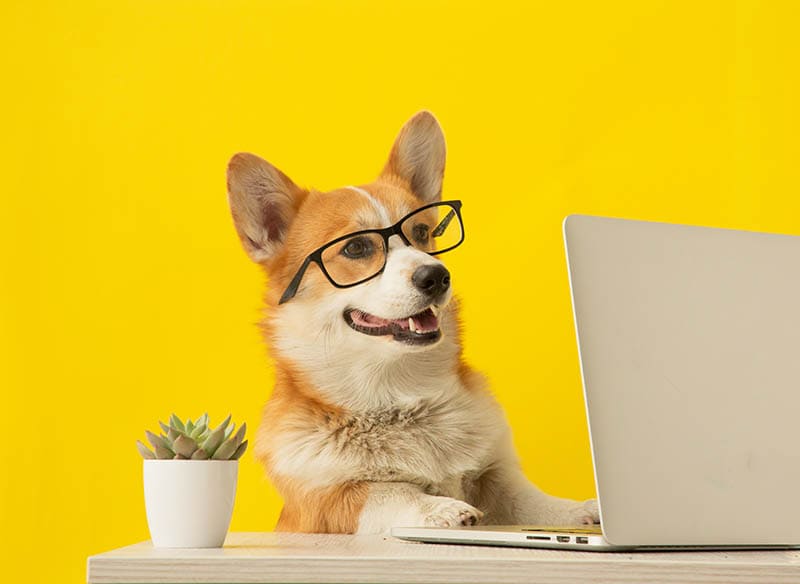 Cute corgi dog looking at laptop in glasses on yellow background