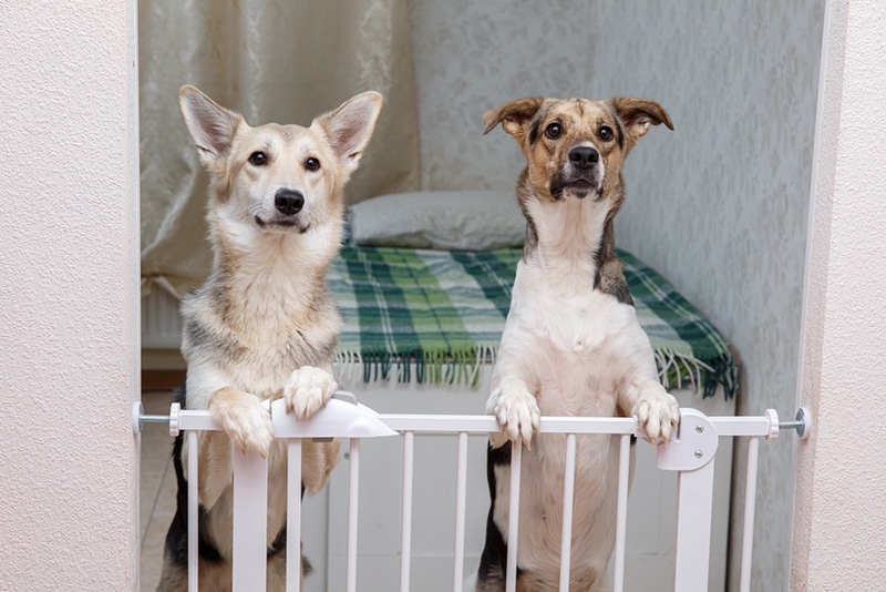 Cute mixed breed dogs standing on hind legs behind safety gate