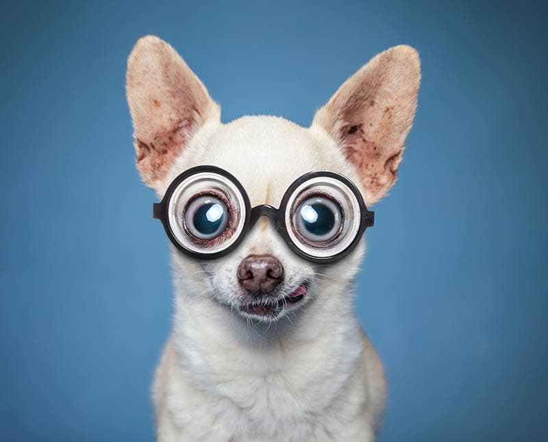Cute wide eyed chihuahua on an isolated blue background studio shot