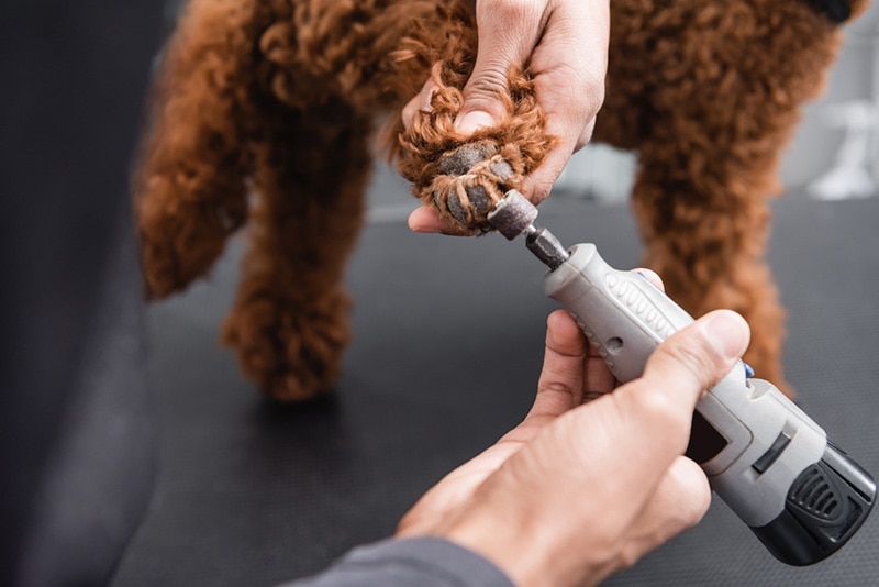 Dog Nail Grinder
