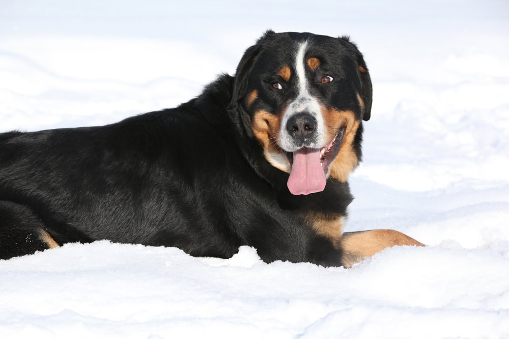 Greater Swiss Mountain Dog in Winter