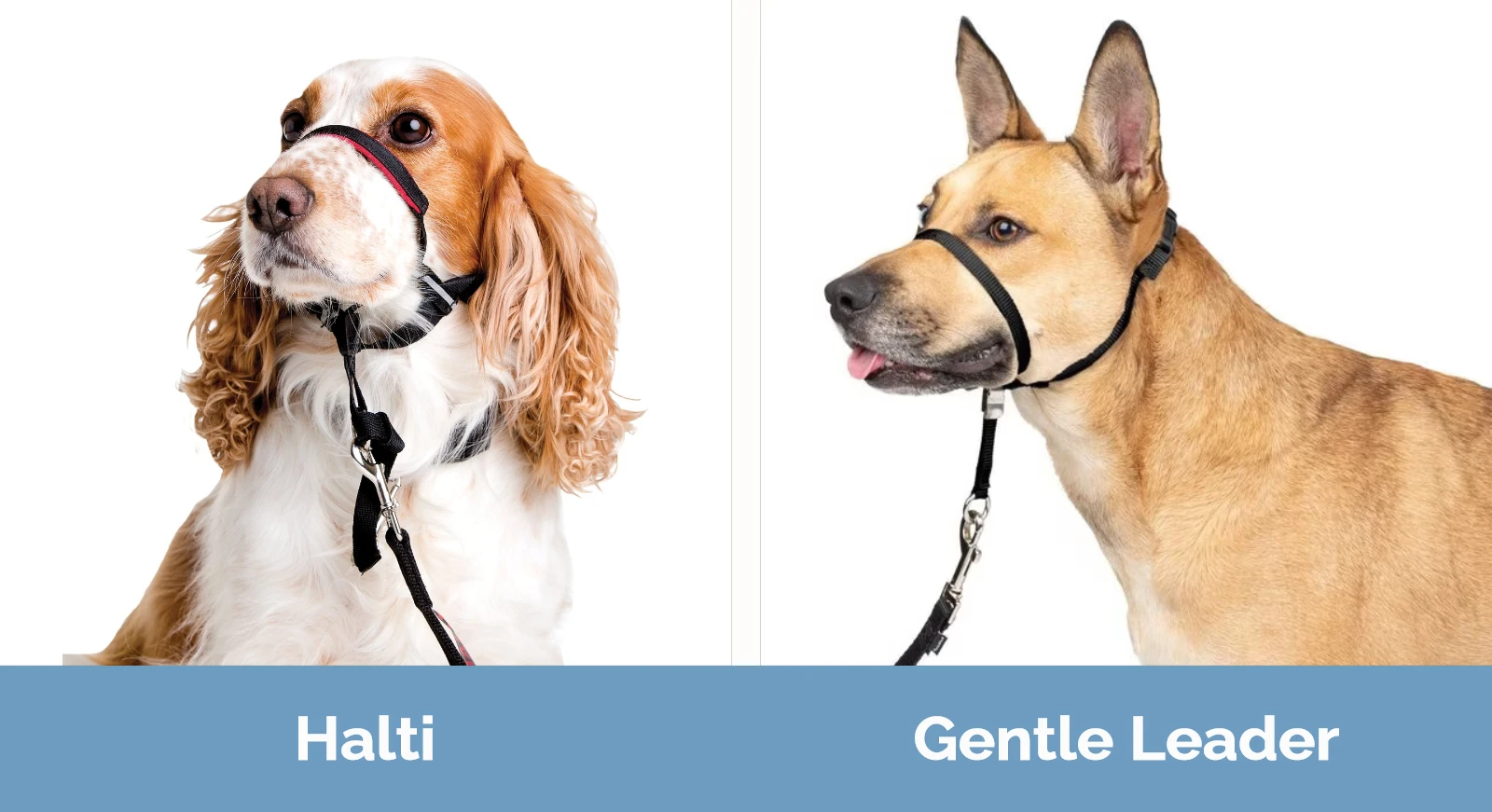 Halti vs Gentle Leader - Visual Differences