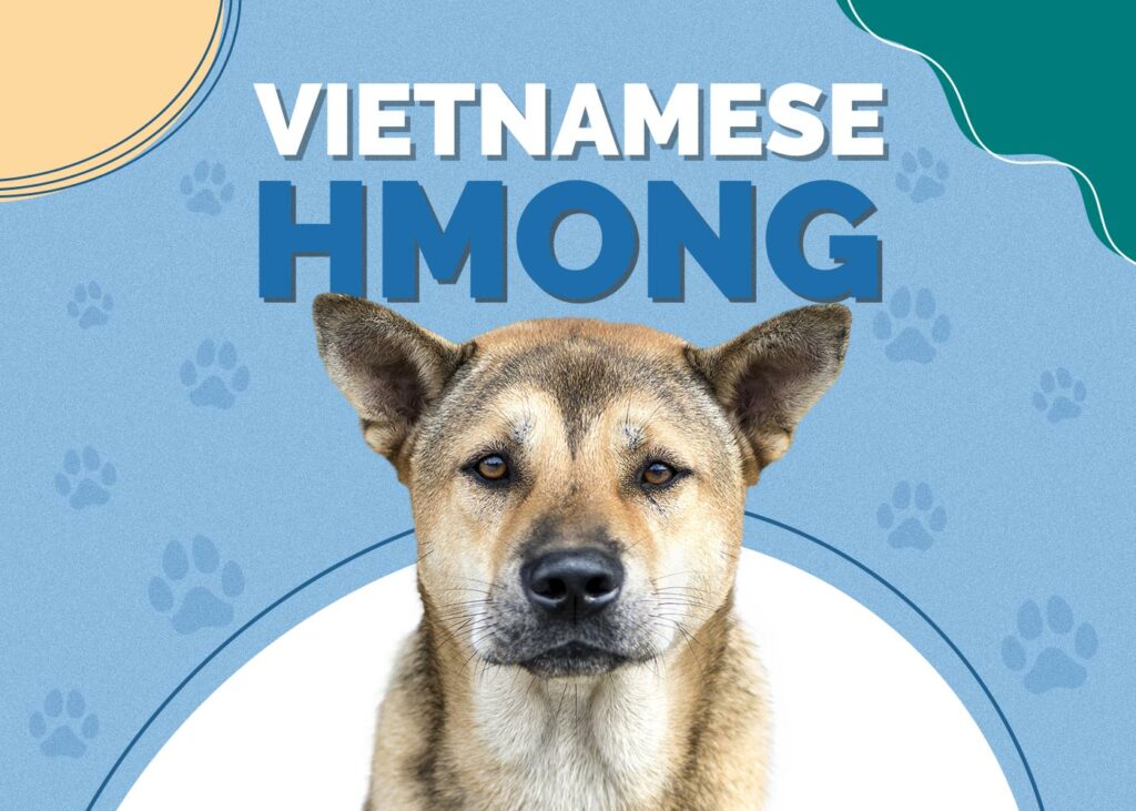 Vietnamese Hmong Dog