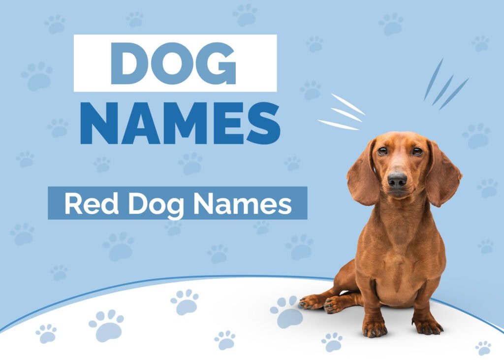Dog Names for Red Dogs