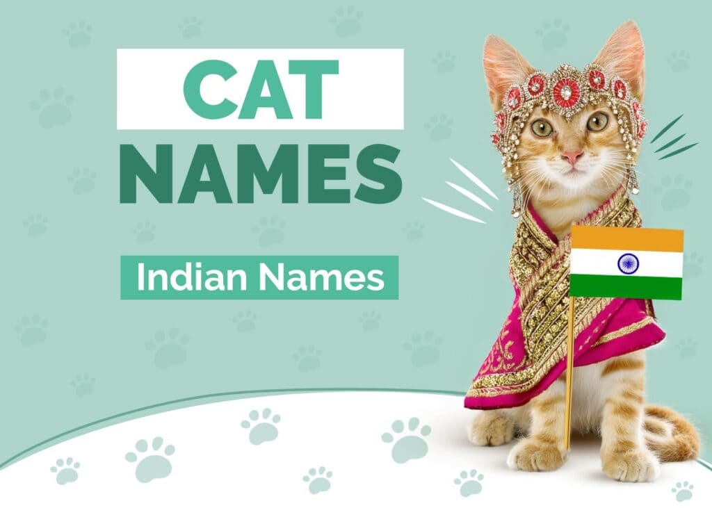 Indian Cat Names With Meanings