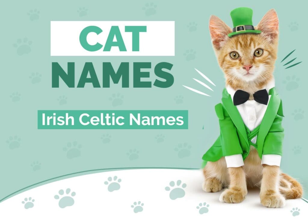 Irish and Celtic Cat Names
