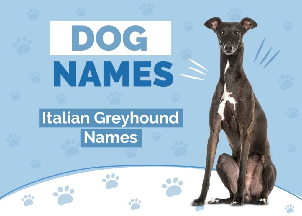 Italian Greyhound Names
